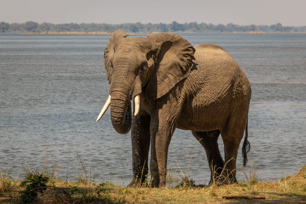 Elephant bull with Zambezi in background