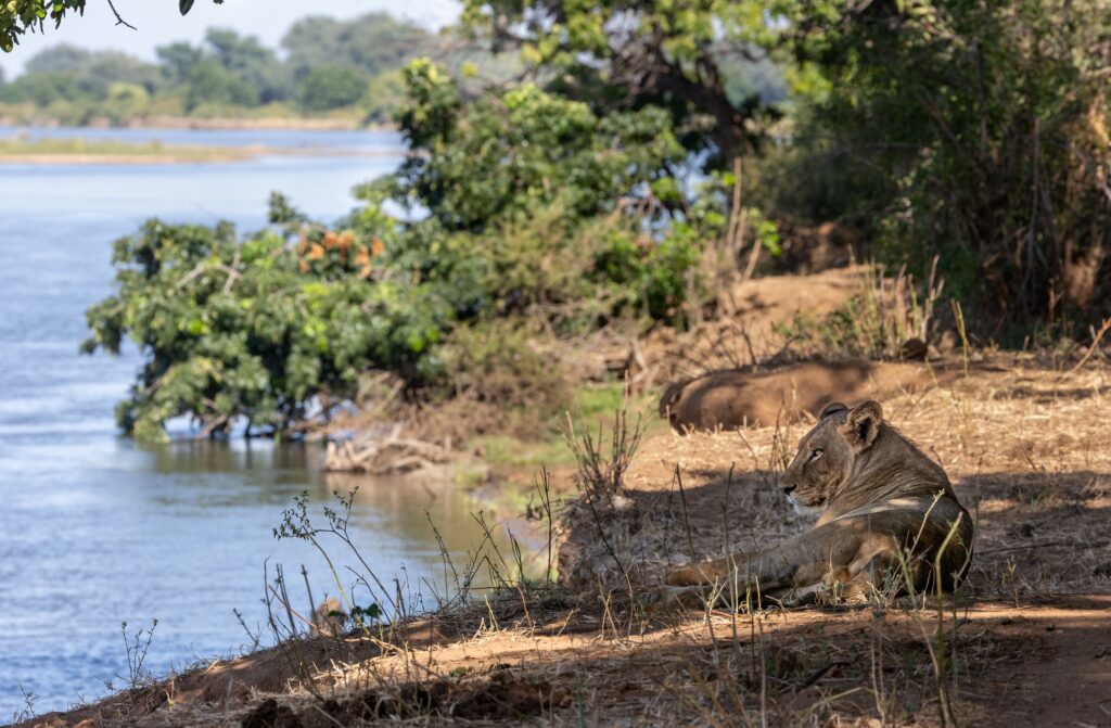 Young Male Lion on Bank of Zambezi River (5) [RCB]