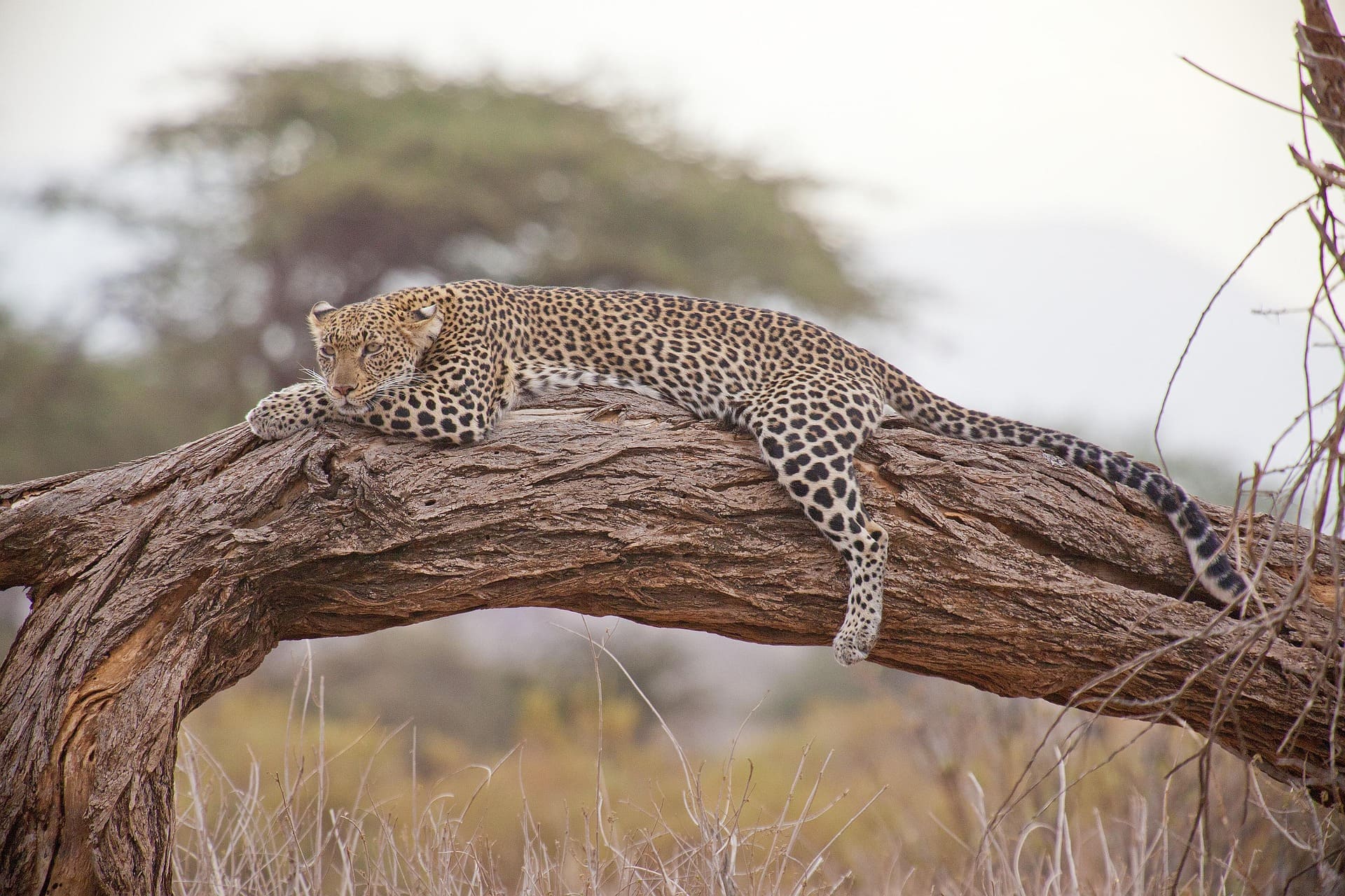Slow safari leopard